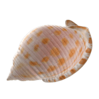 shell_1.png